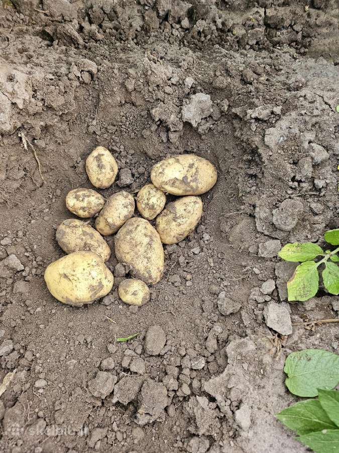 Bulvės maistinės pašarinės - nuotraukos Nr. 19