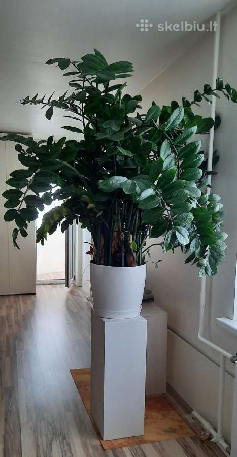 Labai didelis zamiokulkas
