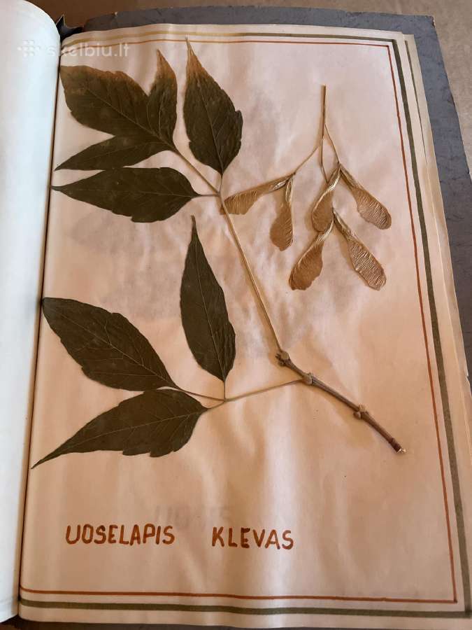 Herbaras. Herbariumas. - nuotraukos Nr. 2