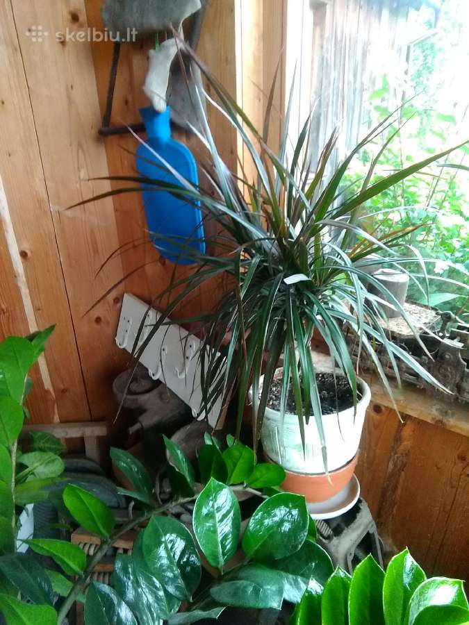 Dracena