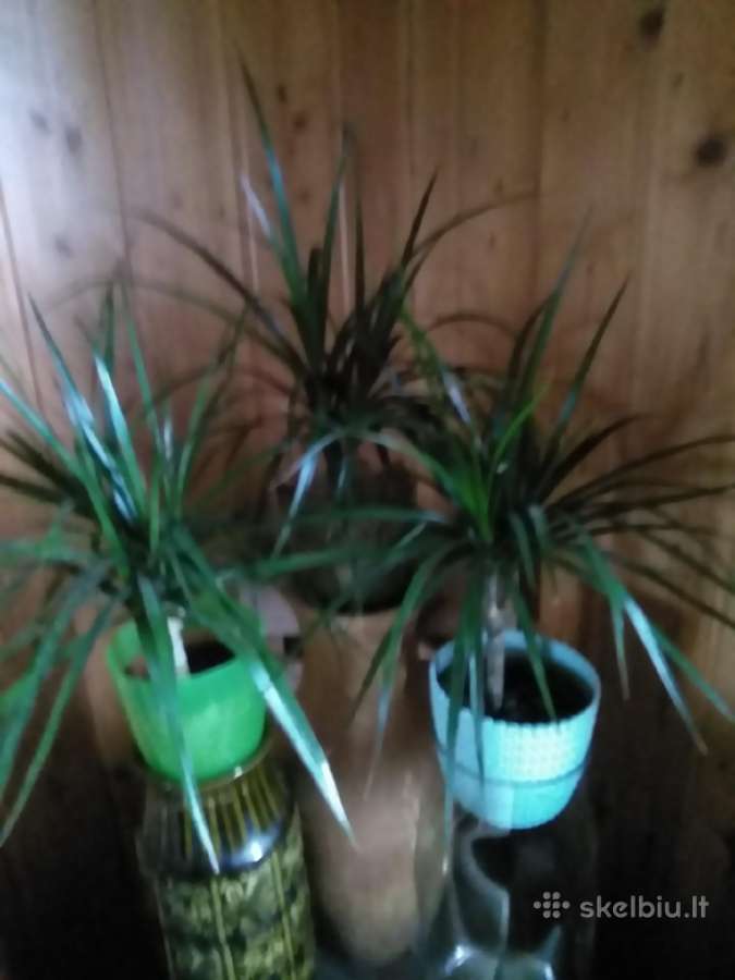 Dracenos