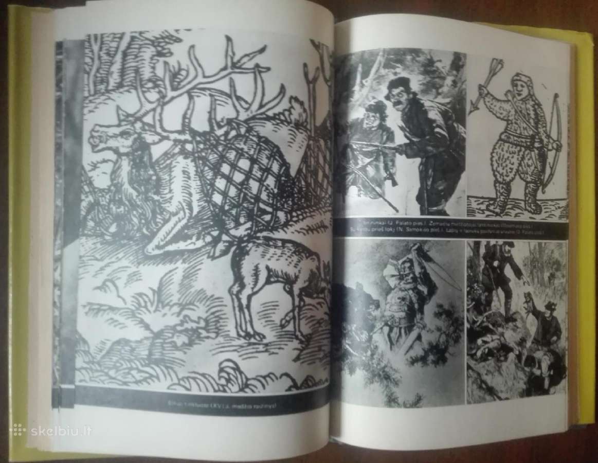 556. Gaudžia Ragas Isokas G. - nuotraukos Nr. 6