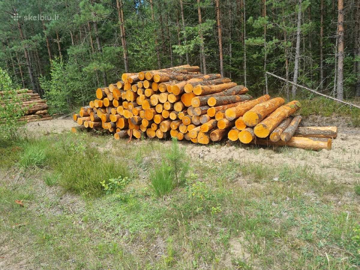 Egles,pusies rastai. Lapuociu rastai (malkos) - nuotraukos Nr. 5