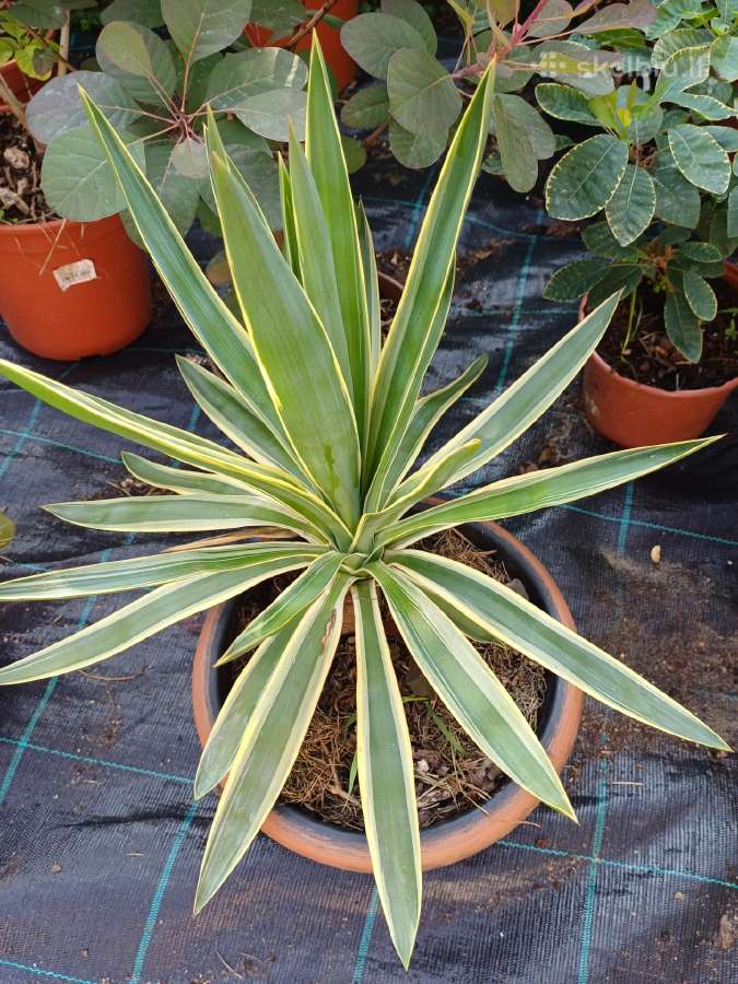 Pluoštine Juka - nuotraukos Nr. 5