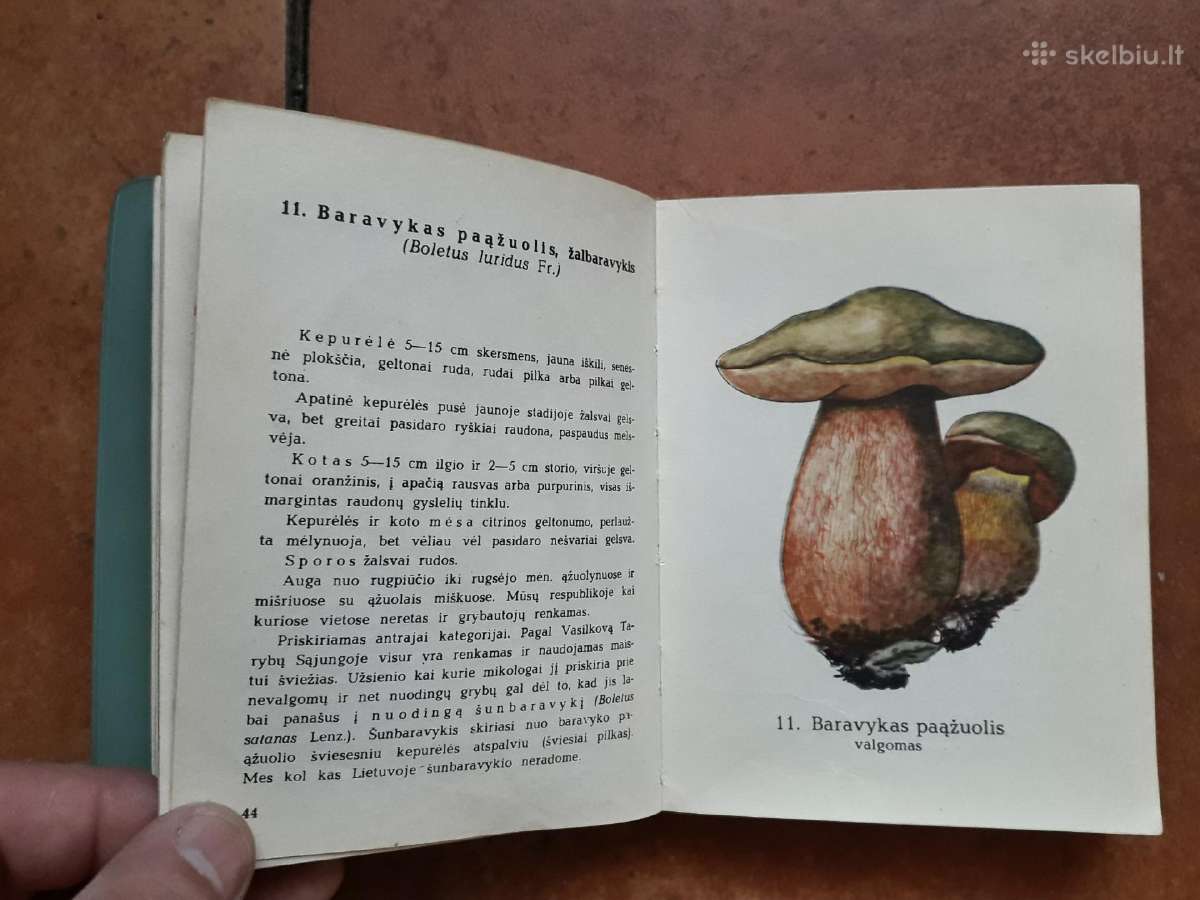 J. Mieželaitis ir A. Gricius "Grybai" 1970 metai - nuotraukos Nr. 5