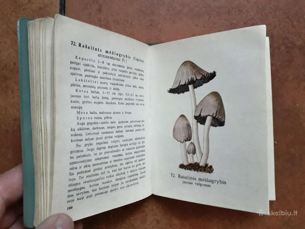 J. Mieželaitis ir A. Gricius "Grybai" 1970 metai - nuotraukos Nr. 6