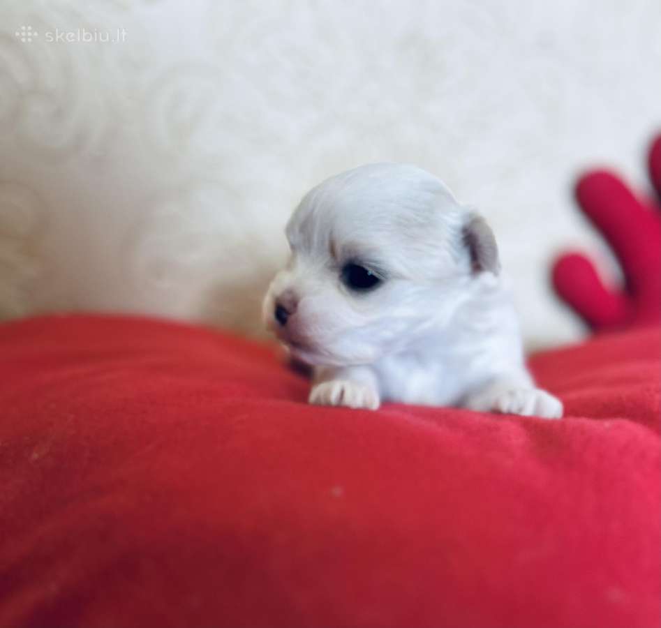 Maltos bišonyte - nuotraukos Nr. 21