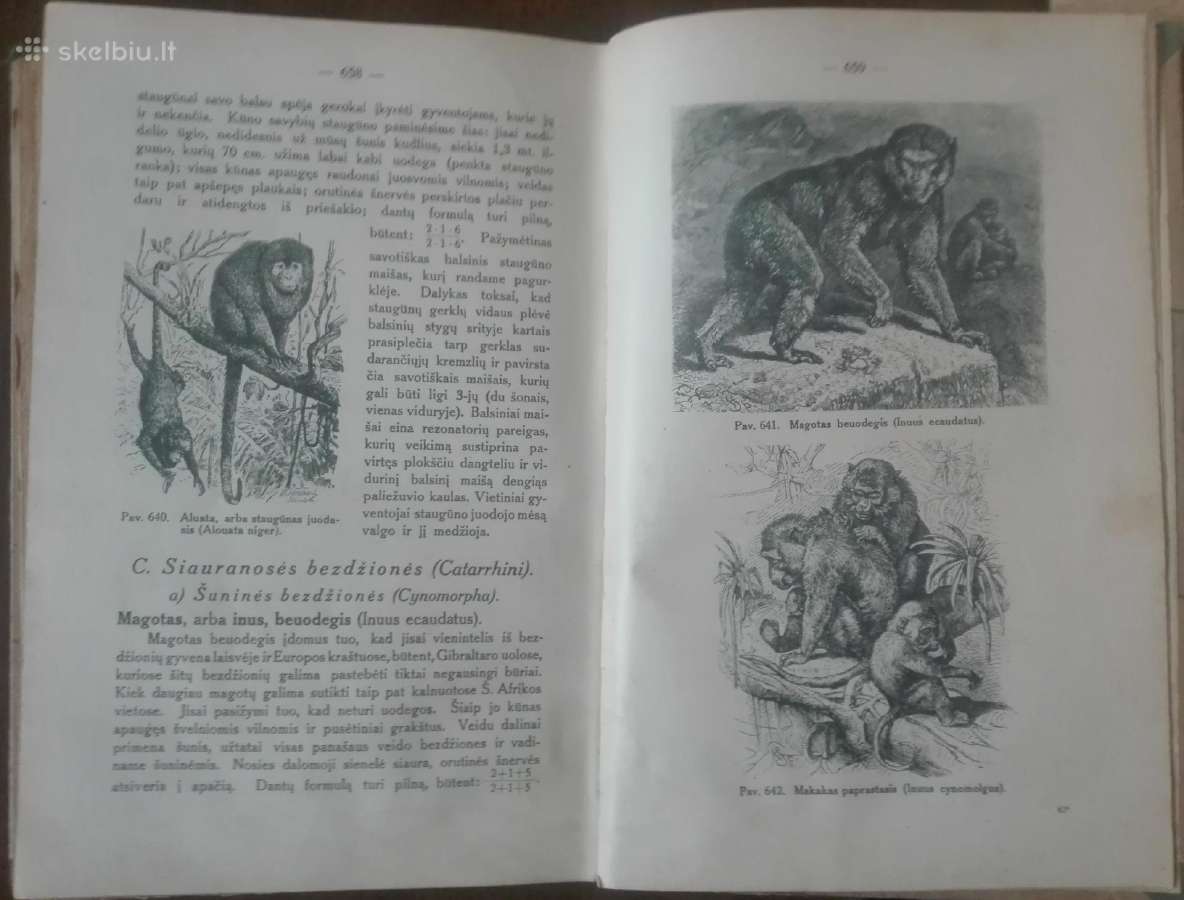 562. Zoologijos Vadovėlis Antikvarinė-kolekcinė - nuotraukos Nr. 4