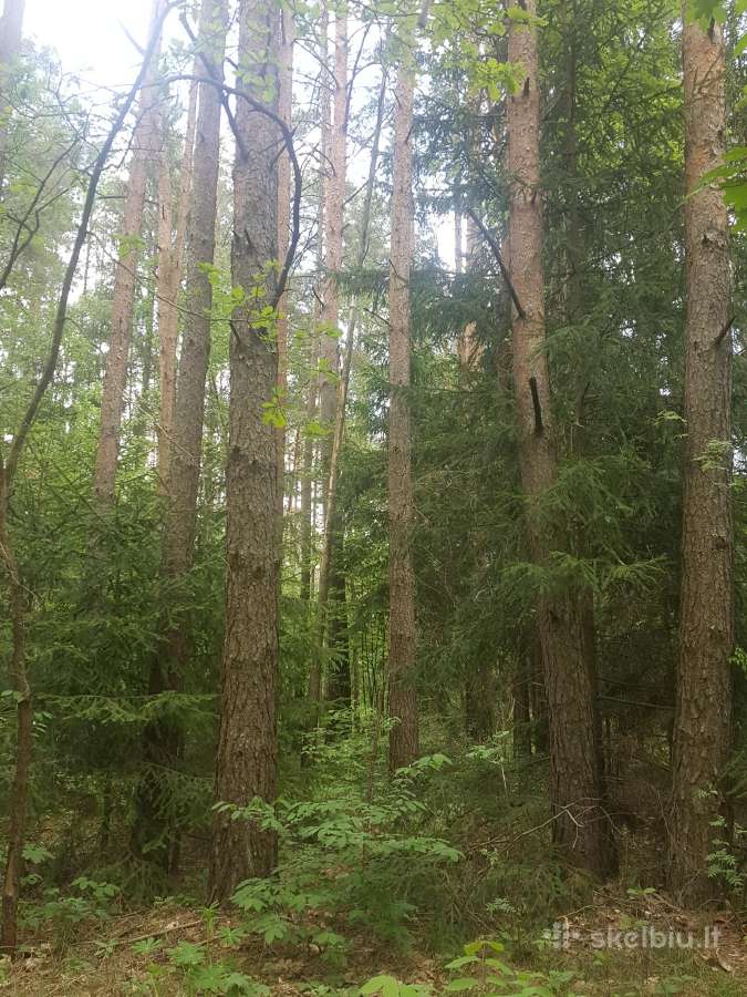 Ant Vyžuonos upės kranto, 7,56ha sklypas - nuotraukos Nr. 10