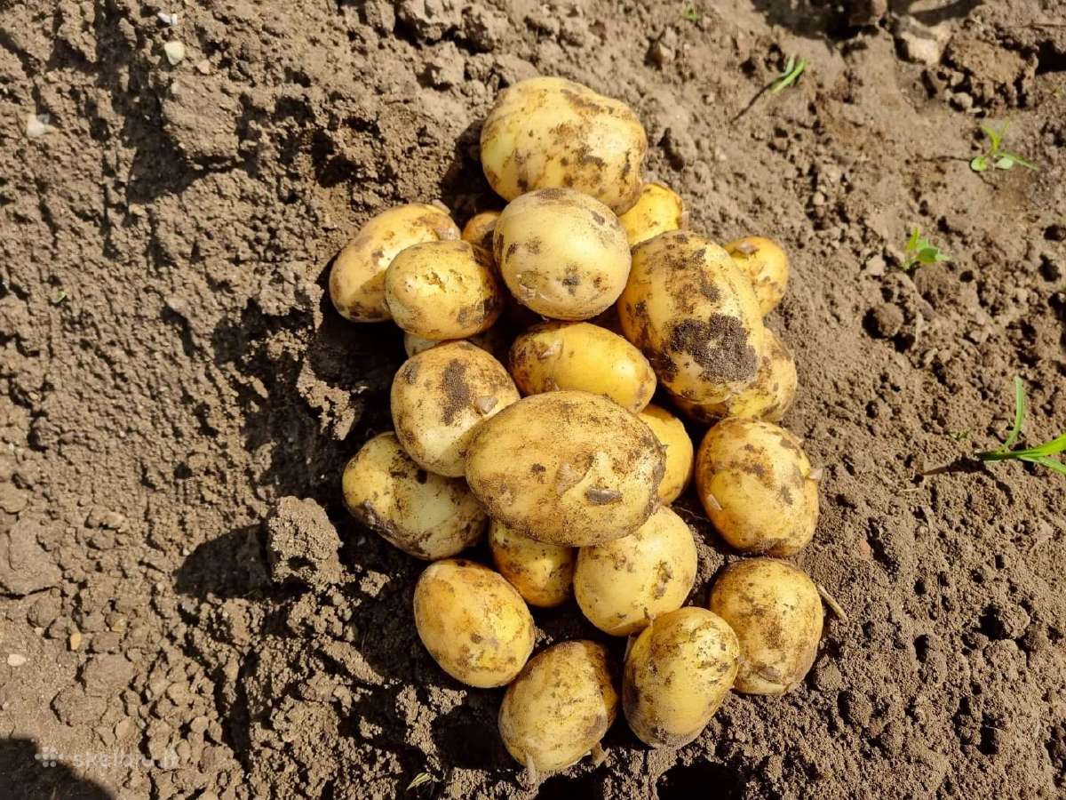 Maistinės bulvės Soraja. - nuotraukos Nr. 4