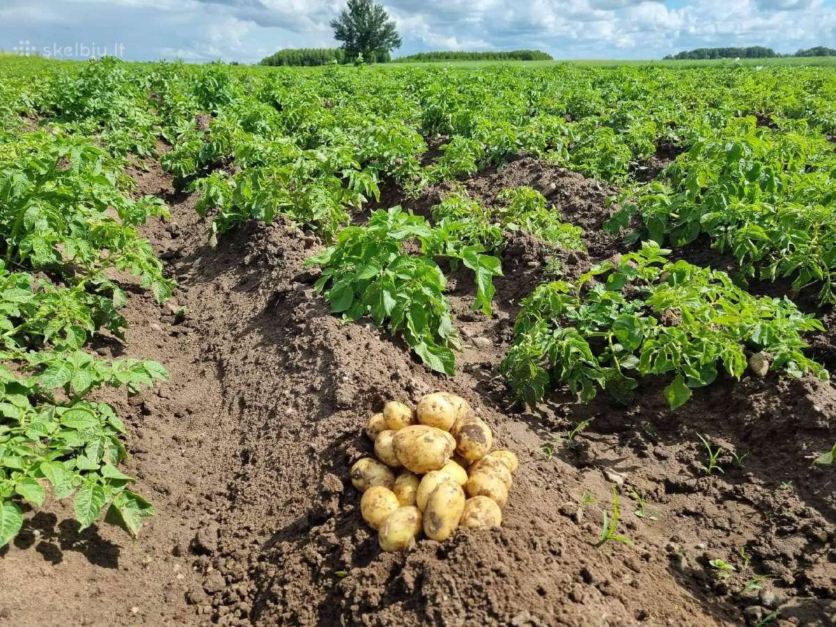 Maistinės bulvės Soraja. - nuotraukos Nr. 5