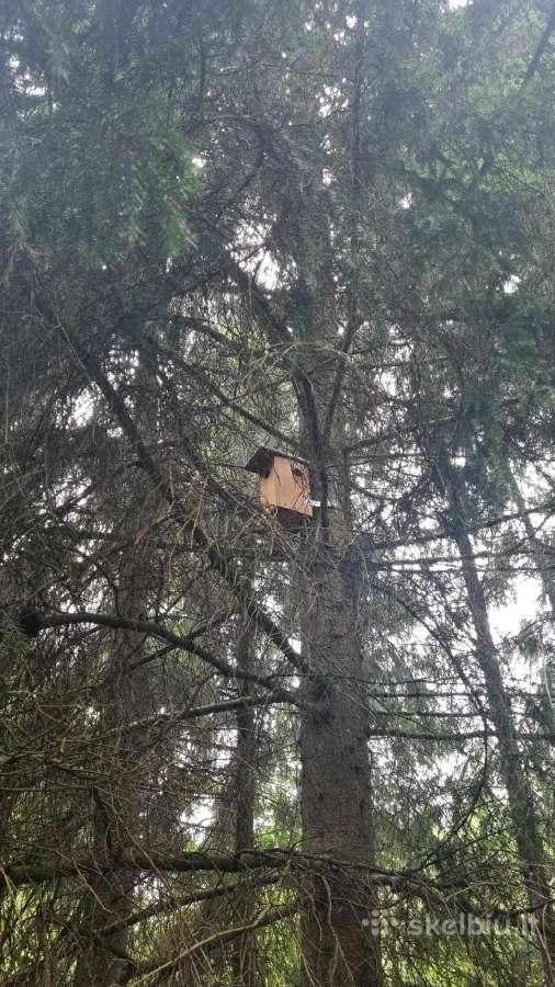 Perkame miškų ir žemės ūkio paskirties sklypus - nuotraukos Nr. 2
