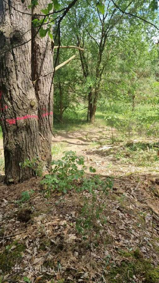 Perkame miškų ir žemės ūkio paskirties sklypus - nuotraukos Nr. 6