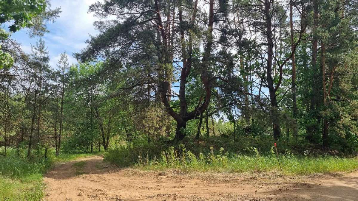 Perkame miškų ir žemės ūkio paskirties sklypus - nuotraukos Nr. 7