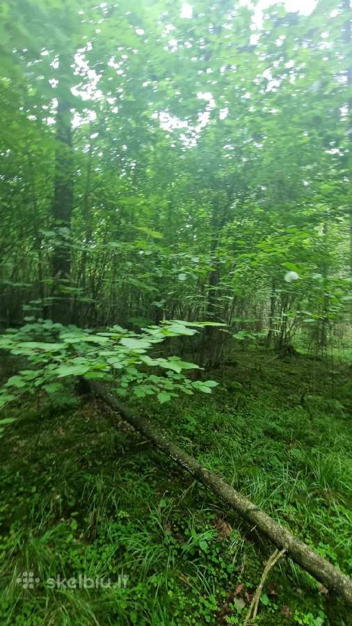 Perkame miškų ir žemės ūkio paskirties sklypus - nuotraukos Nr. 9