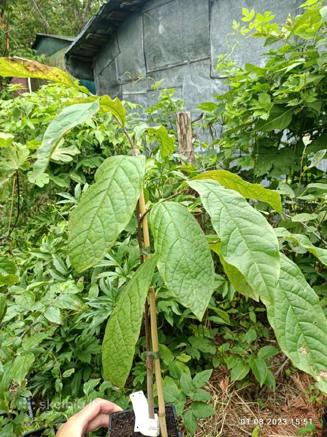 Asimina Triloba - Triskiaut Azimina