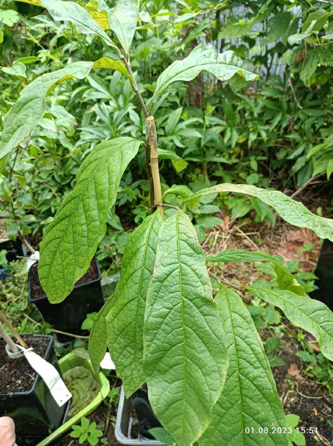Asimina Triloba - Triskiaut Azimina - nuotraukos Nr. 2