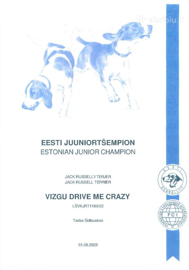 Šiurkščiaplaukis Džekas Ieško Draugės - nuotraukos Nr. 10