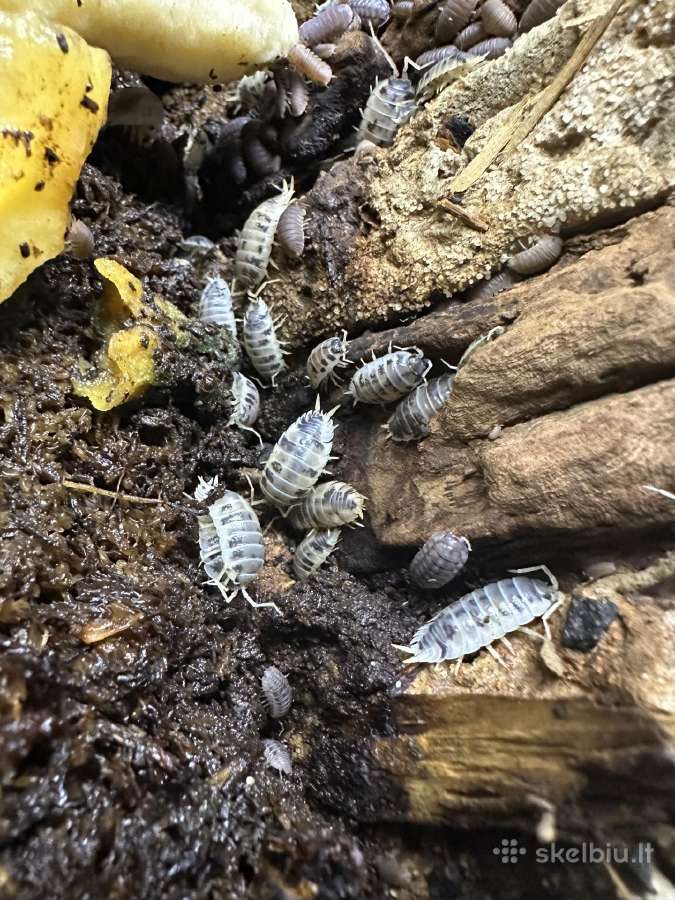 Parduodami Izopodai/vėdarėliai