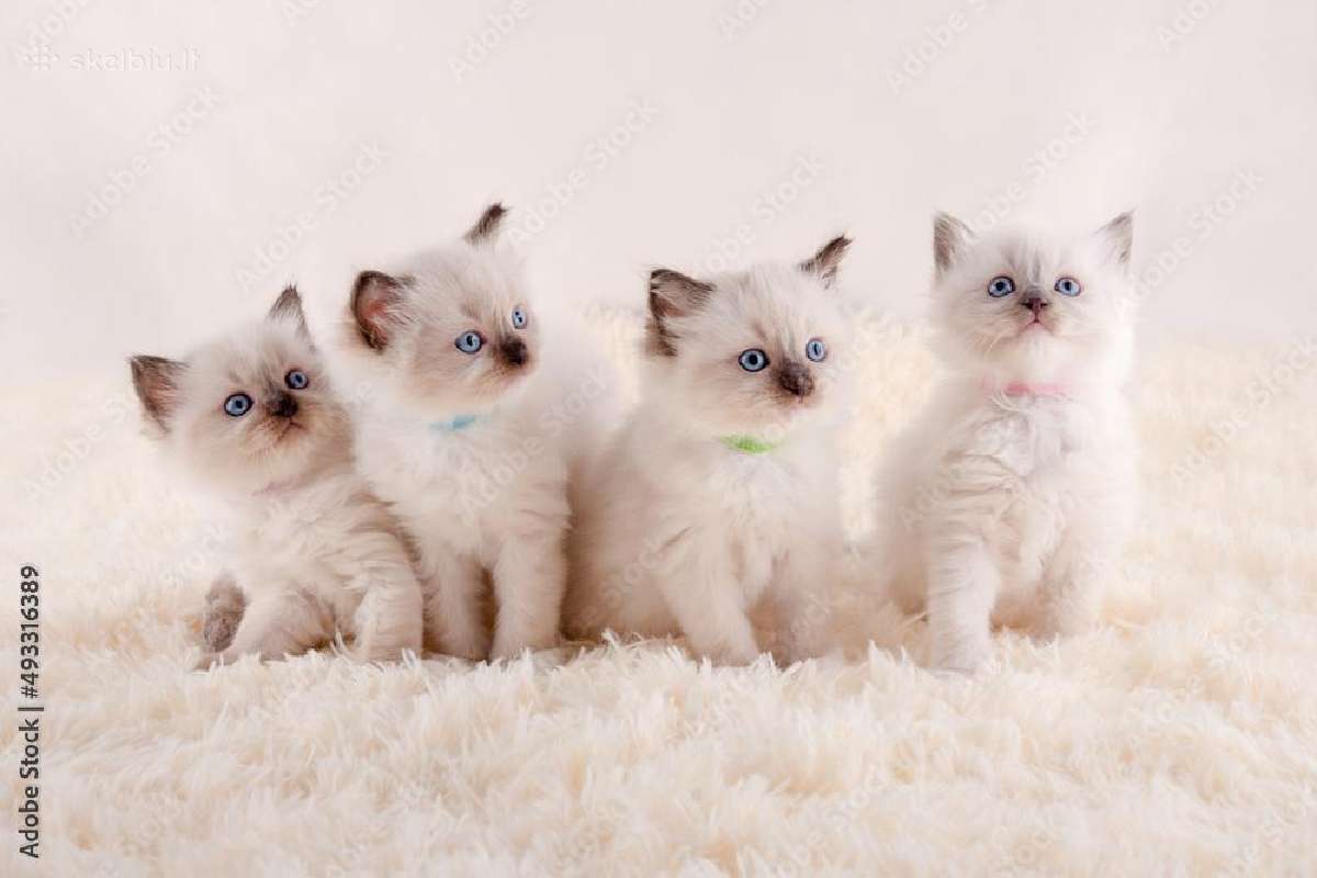 Ragdoll katinėliai