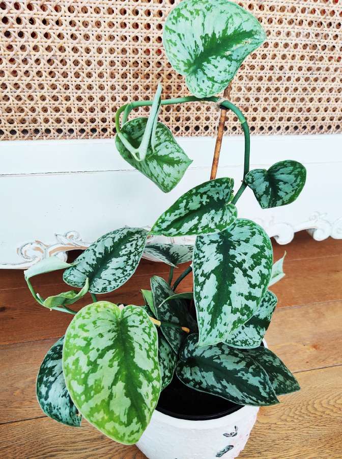 Kambarinė gėlė "Scindapusus Pictus Exotica". - nuotraukos Nr. 3