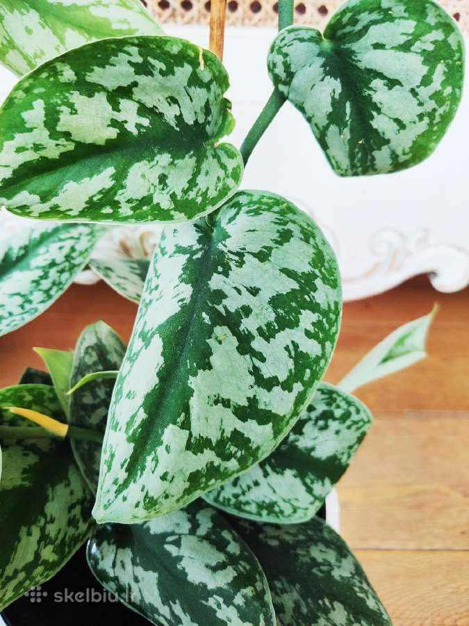 Kambarinė gėlė "Scindapusus Pictus Exotica". - nuotraukos Nr. 4