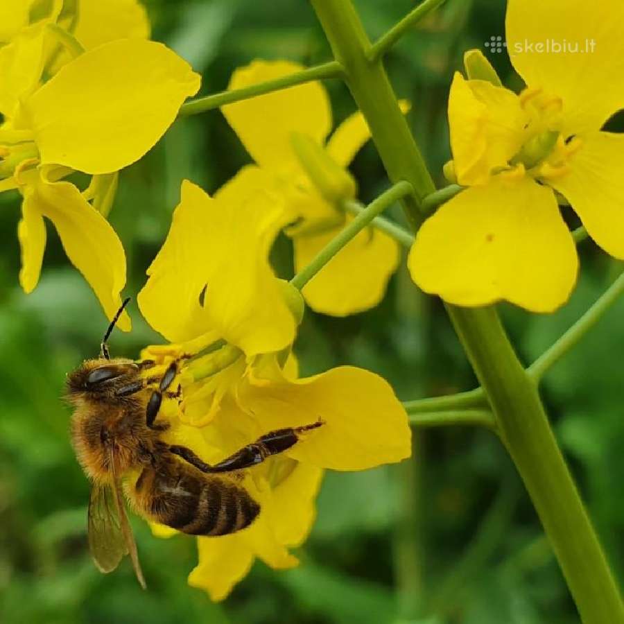 Sėklos ūkininkams, Rapsai, Miežiai, Kvietrūgiai - nuotraukos Nr. 2