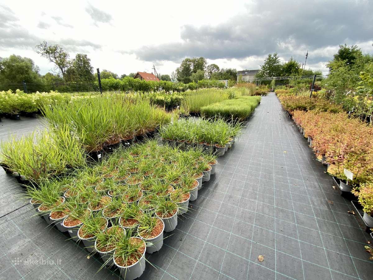Dekoratyviniai lauko augalai – tujos, kadagiai, pu - nuotraukos Nr. 8