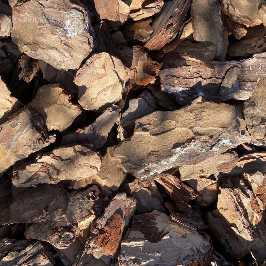 Dekoratyviniai lauko augalai – tujos, kadagiai, pu - nuotraukos Nr. 16