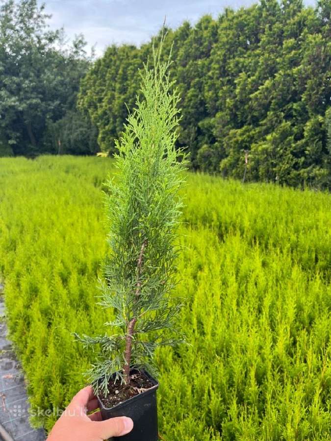 Thuja Smaragd - p9 vazonas - 0,80 € - iki 60 cm - nuotraukos Nr. 3
