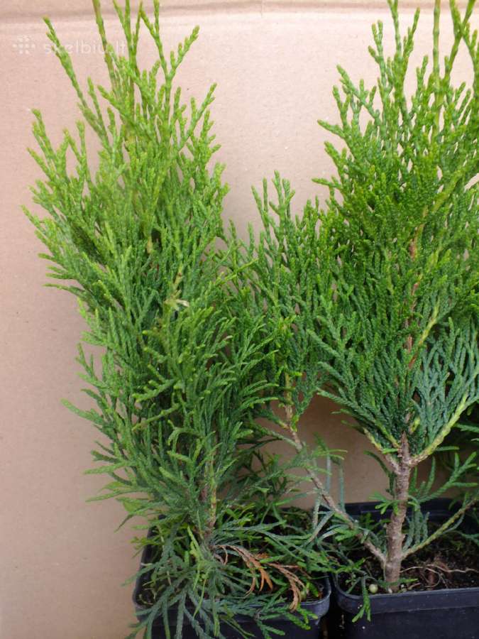 Thuja Smaragd - p9 vazonas - 0,80 € - iki 60 cm - nuotraukos Nr. 5