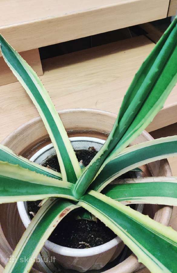 Kambarinė gėlė "Agave".