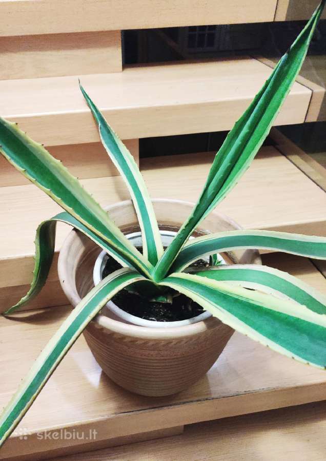 Kambarinė gėlė "Agave". - nuotraukos Nr. 2