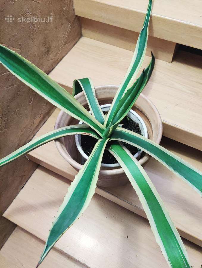 Kambarinė gėlė "Agave". - nuotraukos Nr. 3