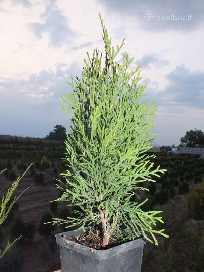 Thuja Smaragd - p9 vazonas - 0,80 € - iki 60 cm - nuotraukos Nr. 6