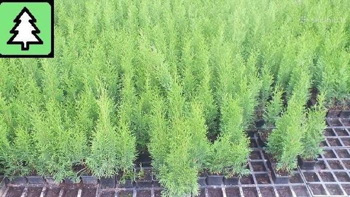 Thuja Smaragd - p9 vazonas - 0,80 € - iki 60 cm - nuotraukos Nr. 4