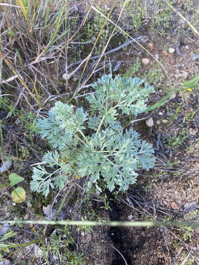 Pelyno sodinukai (daigai) sodinimui - nuotraukos Nr. 2