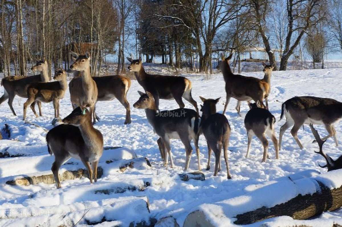 Elnynas,elniai,danieliai,taurieji elniai,ragai - nuotraukos Nr. 6