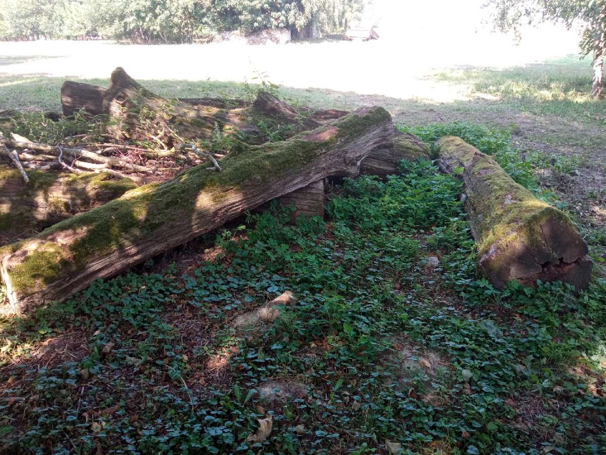 Ąžuoliniai / ąžuolo rąstai - nuotraukos Nr. 4