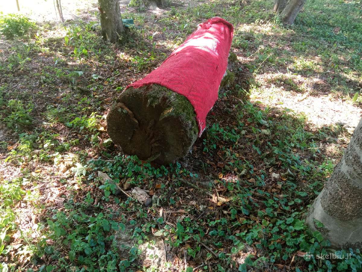 Ąžuoliniai / ąžuolo rąstai - nuotraukos Nr. 5