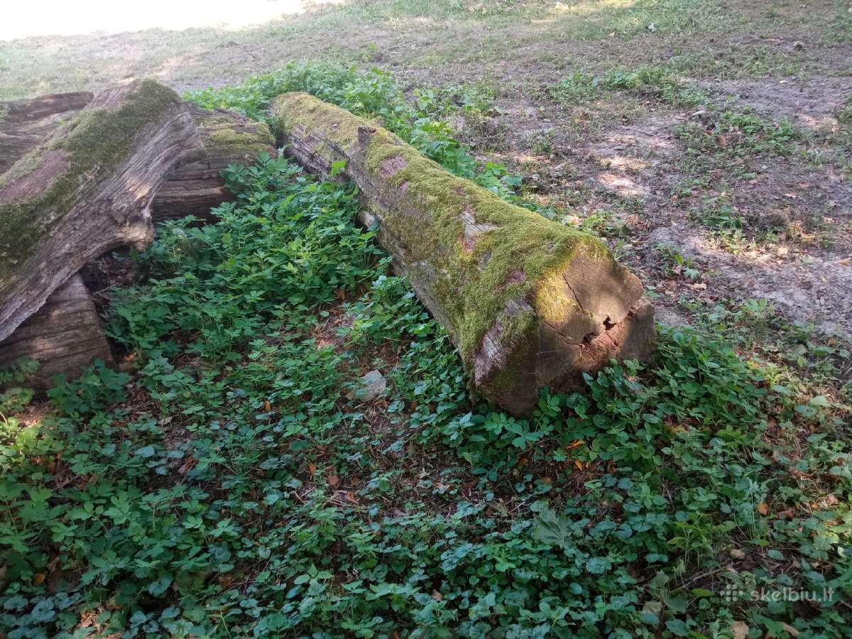 Ąžuoliniai / ąžuolo rąstai