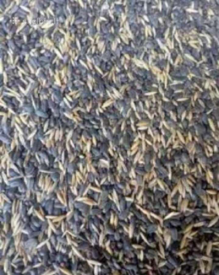 Mišiniai posėliui, pūdymui, žaliąjai trašai