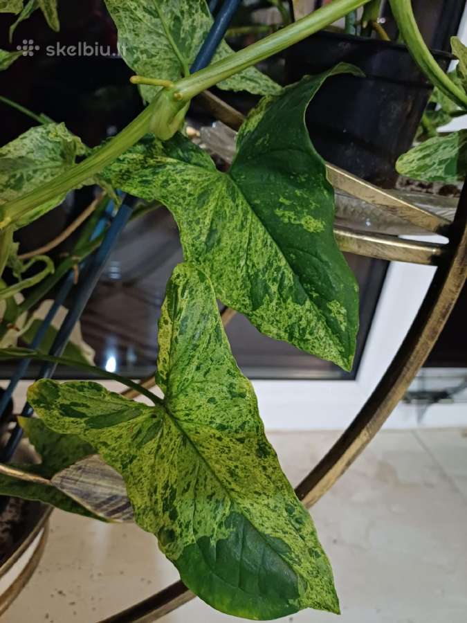 Syngonium Amerald Gem kolekcinis augalas.arba Alba - nuotraukos Nr. 9