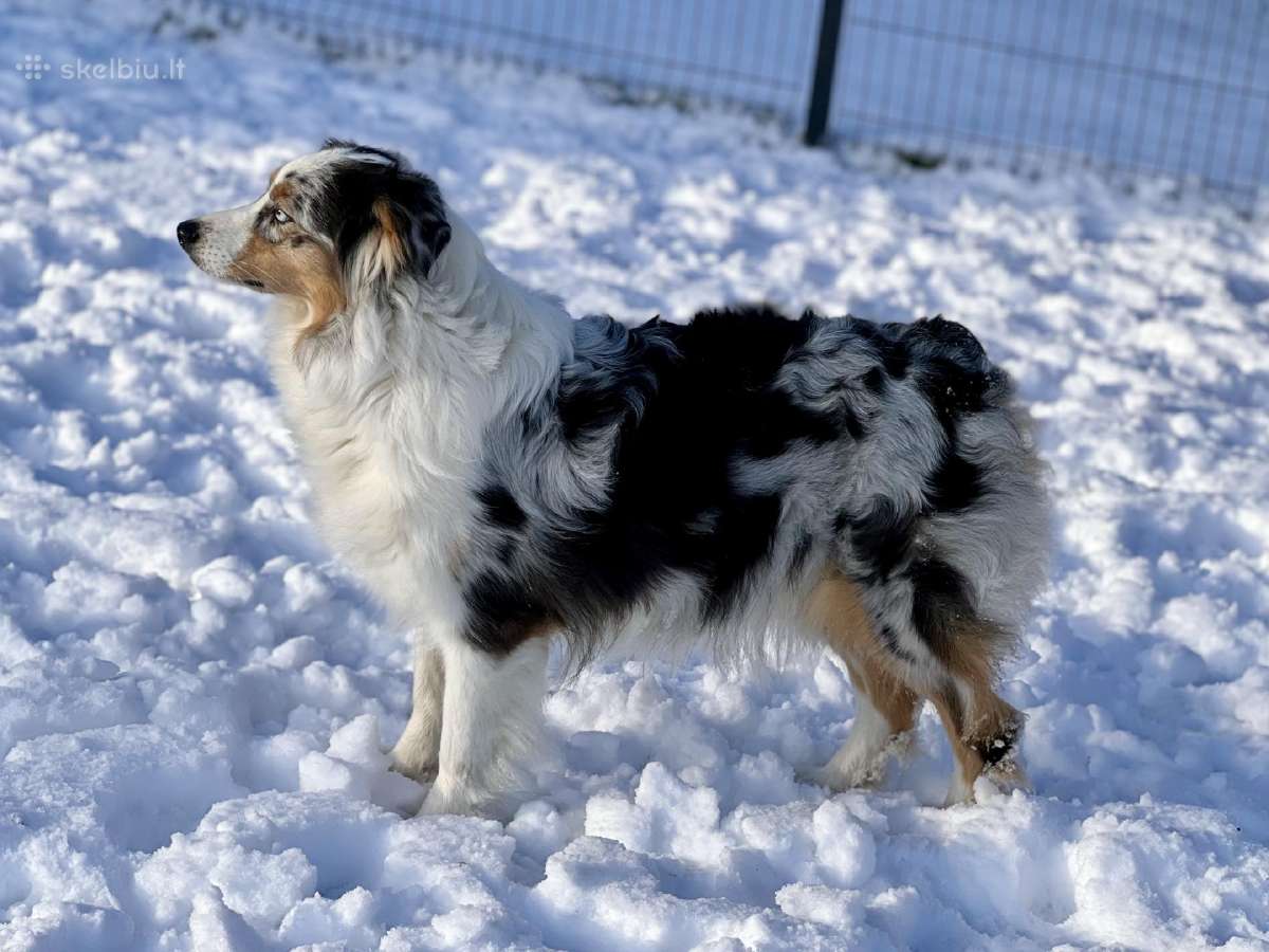 Australų aviganiai su Fci dok. merle €1600 - nuotraukos Nr. 3