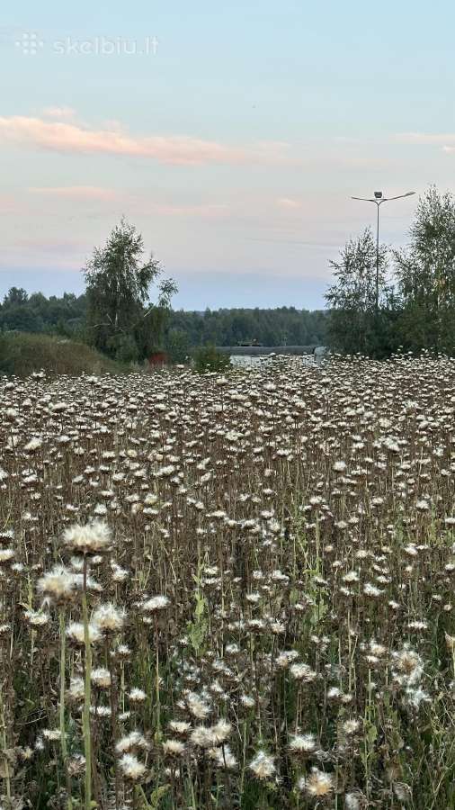 Tikrojo margainio sėklos (2026 vasaros derlius) - nuotraukos Nr. 2