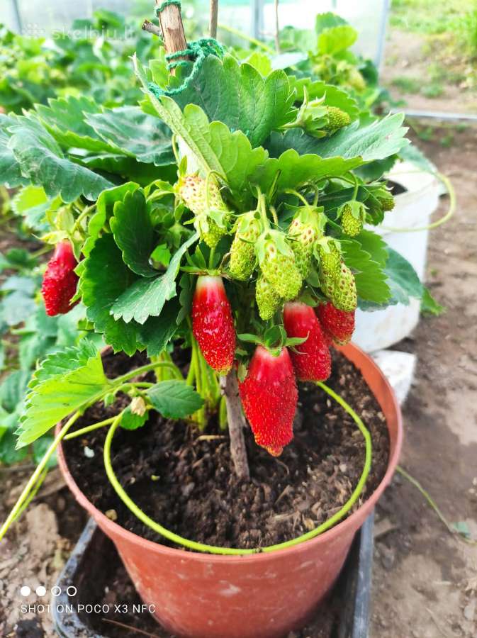 Braškių ir žemuogių daigai - nuotraukos Nr. 8