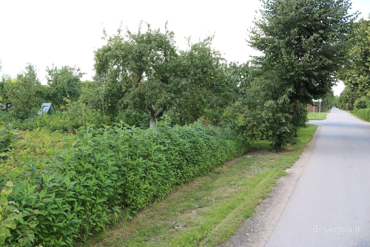 Parduodami 13,6 Arų Du Sodo Sklypai Joniškyje - nuotraukos Nr. 10