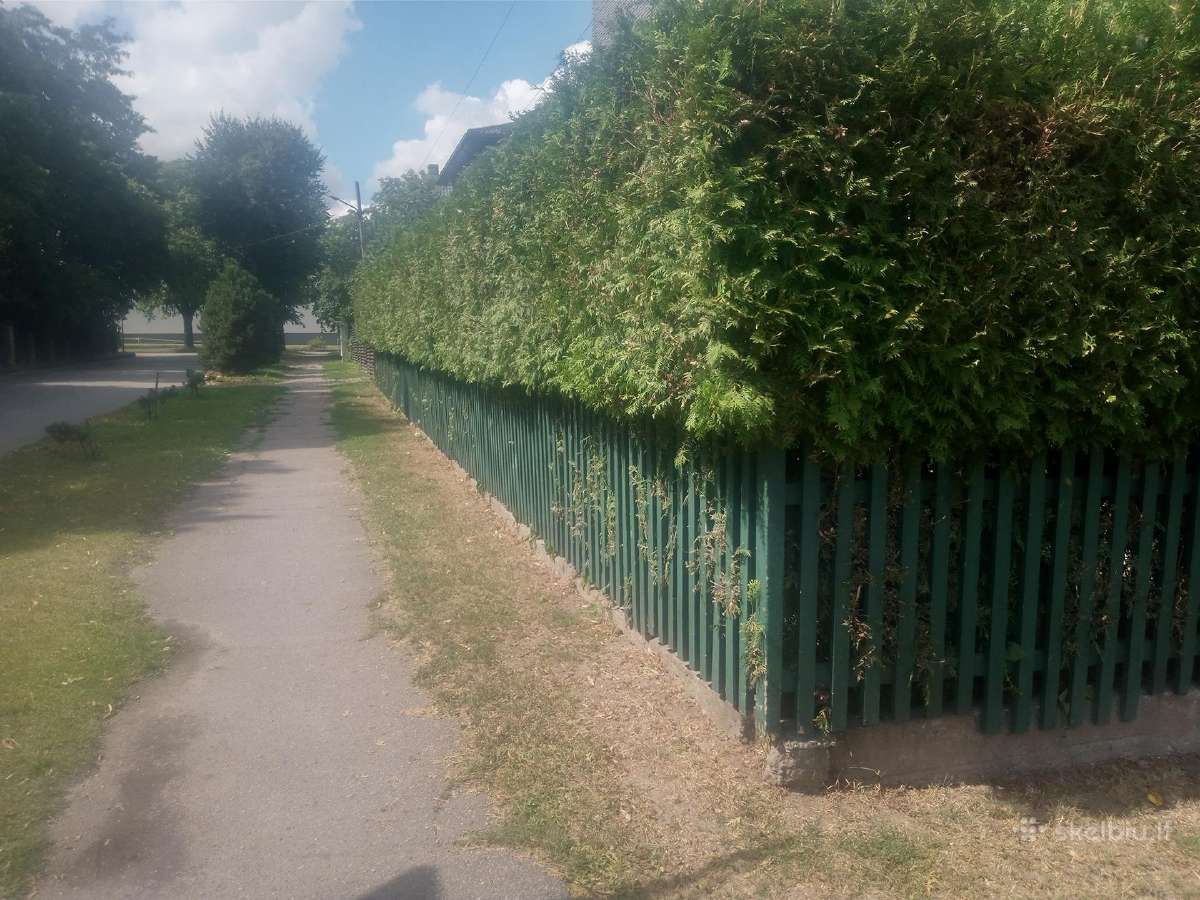 Tuju gyvatvoriu kirpimas genejimas rudumu valymas - nuotraukos Nr. 7