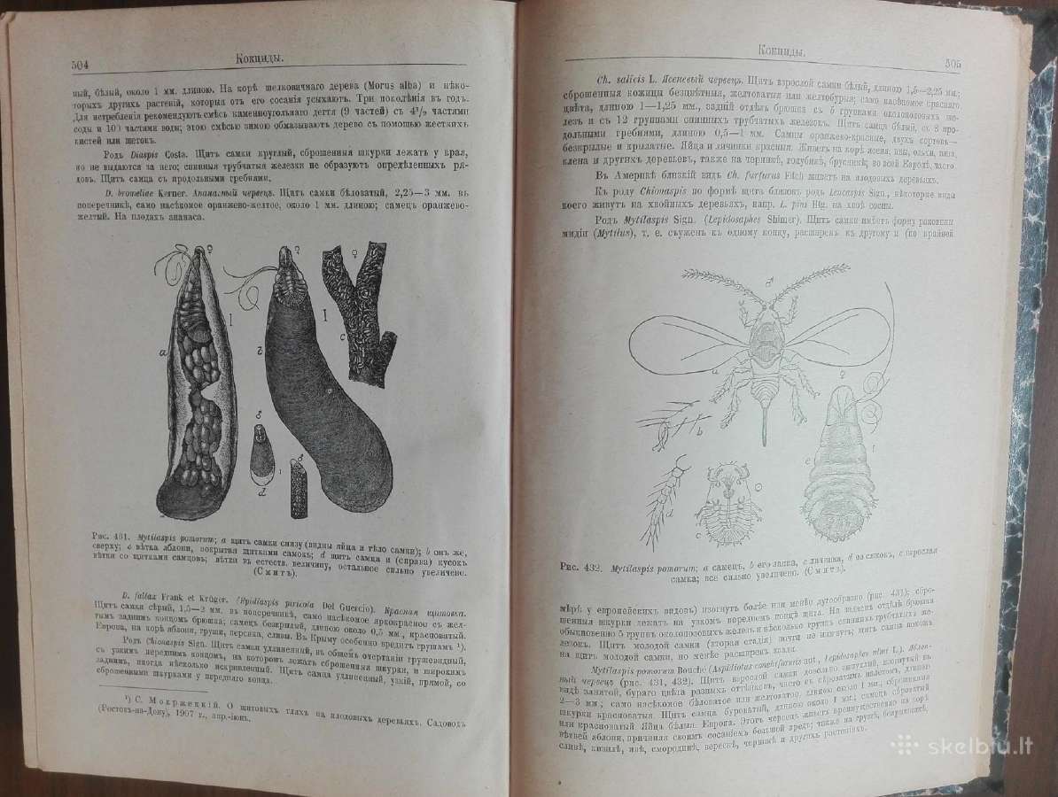 644. Antikvarinė Курсъ Энтомологiи Холодковскiй Н. - nuotraukos Nr. 5