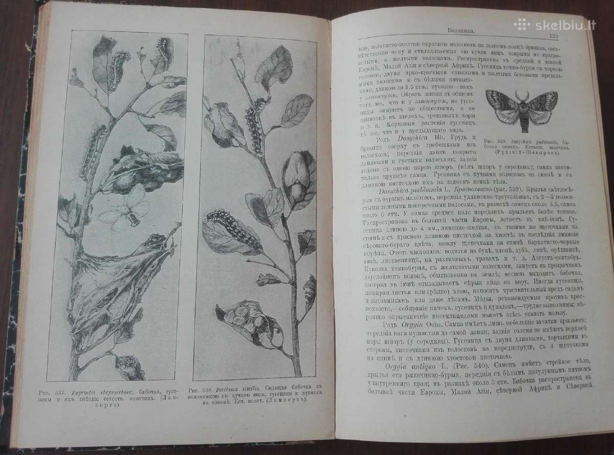 644. Antikvarinė Курсъ Энтомологiи Холодковскiй Н. - nuotraukos Nr. 8